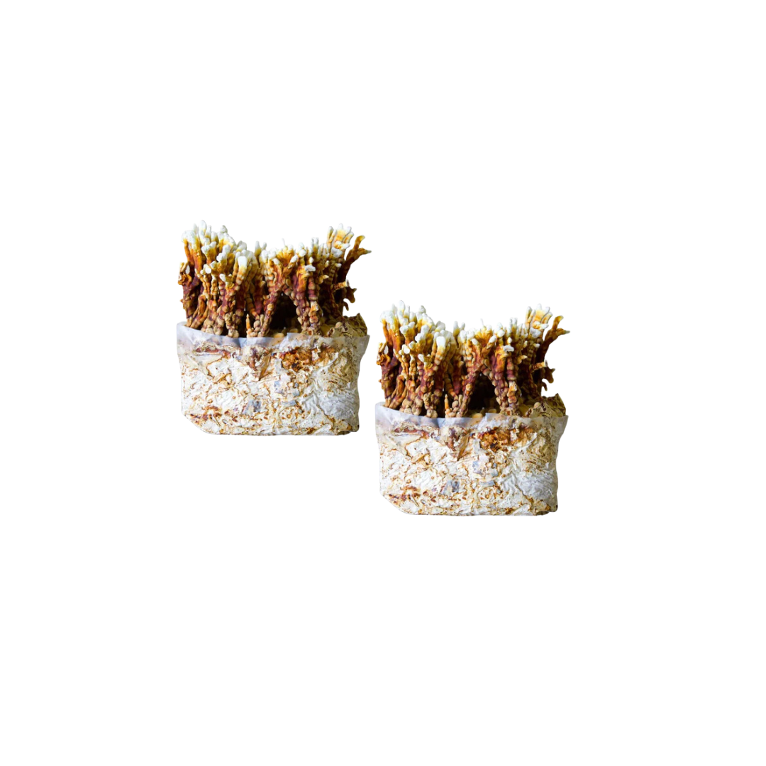 Reishi Mushroom Fruiting Block Kit