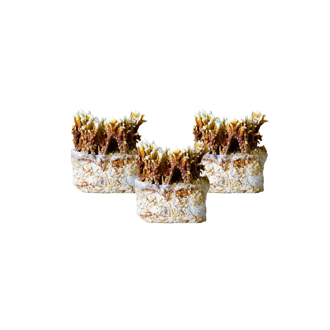 Reishi Mushroom Fruiting Block Kit