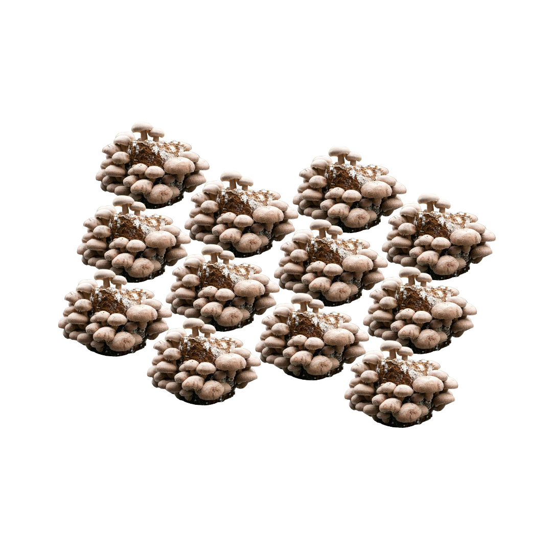 Shiitake Mushroom Fruiting Block Kit