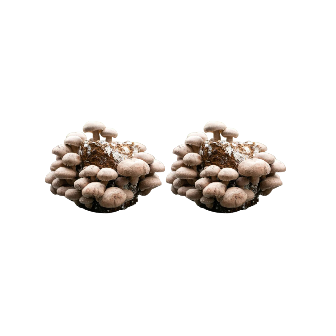 Shiitake Mushroom Fruiting Block Kit