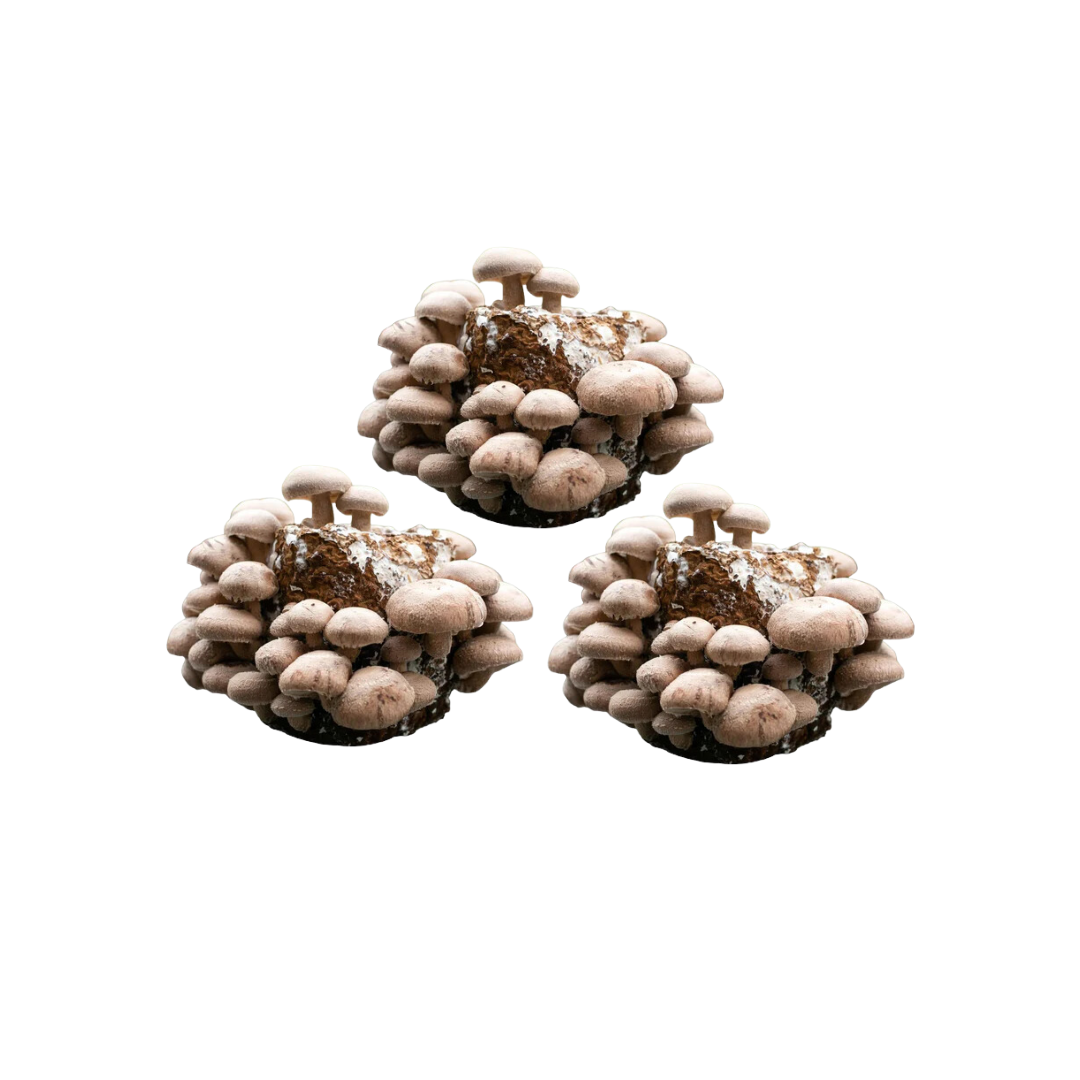 Shiitake Mushroom Fruiting Block Kit