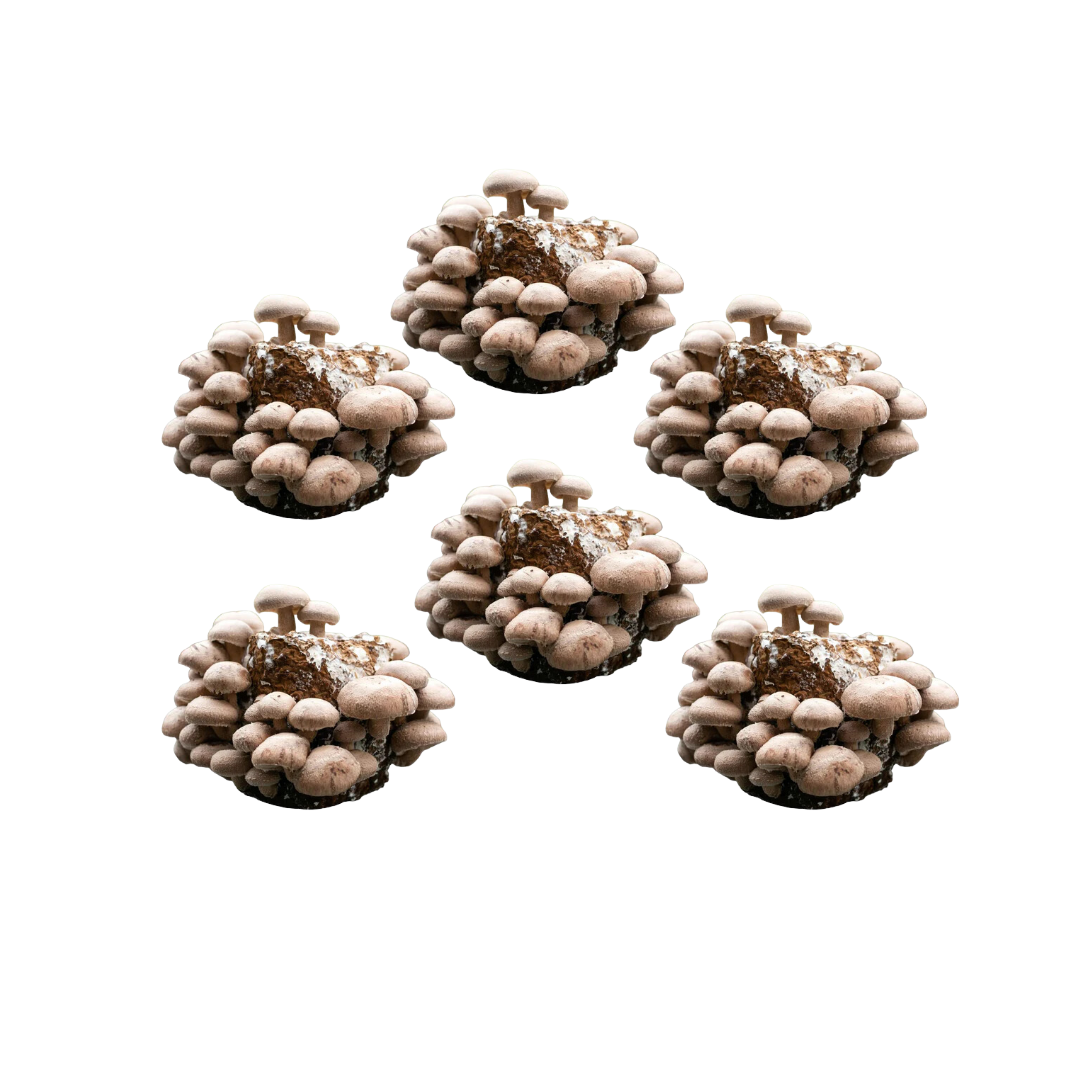 Shiitake Mushroom Fruiting Block Kit