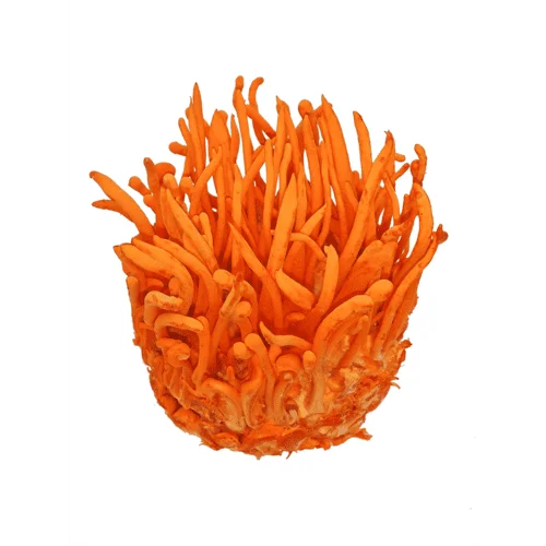 Cordyceps Militaris Mushroom Liquid Culture