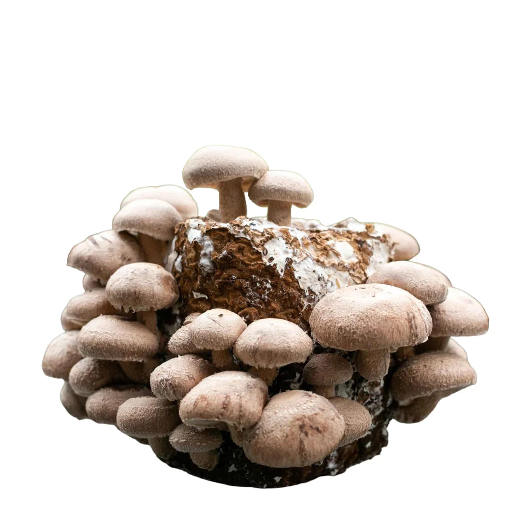 Shiitake Mushroom Fruiting Block Kit