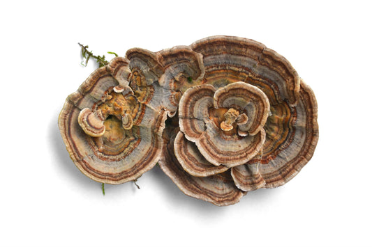Turkey Tail Mushroom Liquid Culture