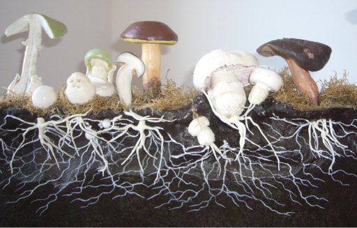 The Entire Mushroom Life Cycle