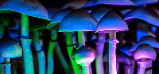 Shroom Week 2023: The Mushroom Renaissance In Decentralized Medicine