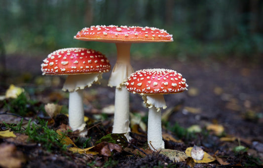 Could Your Mushrooms Be Communicating While They Grow? Prepare To Be Amazed.