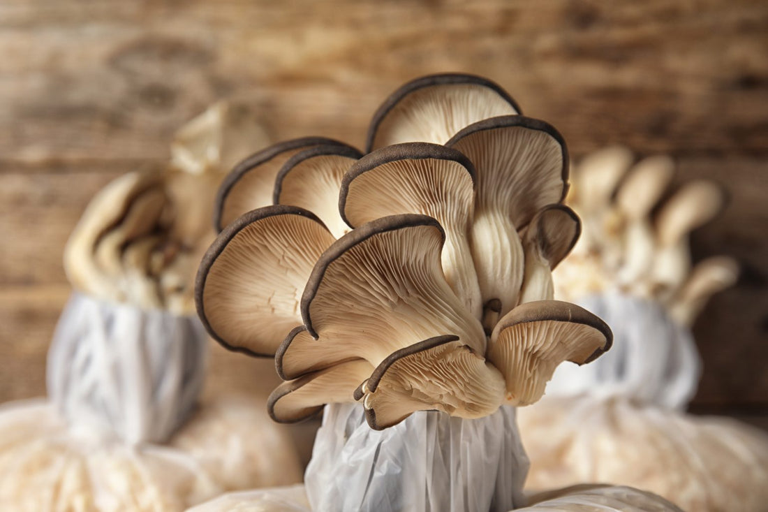 The Best Beginner Mushroom Growing Hacks