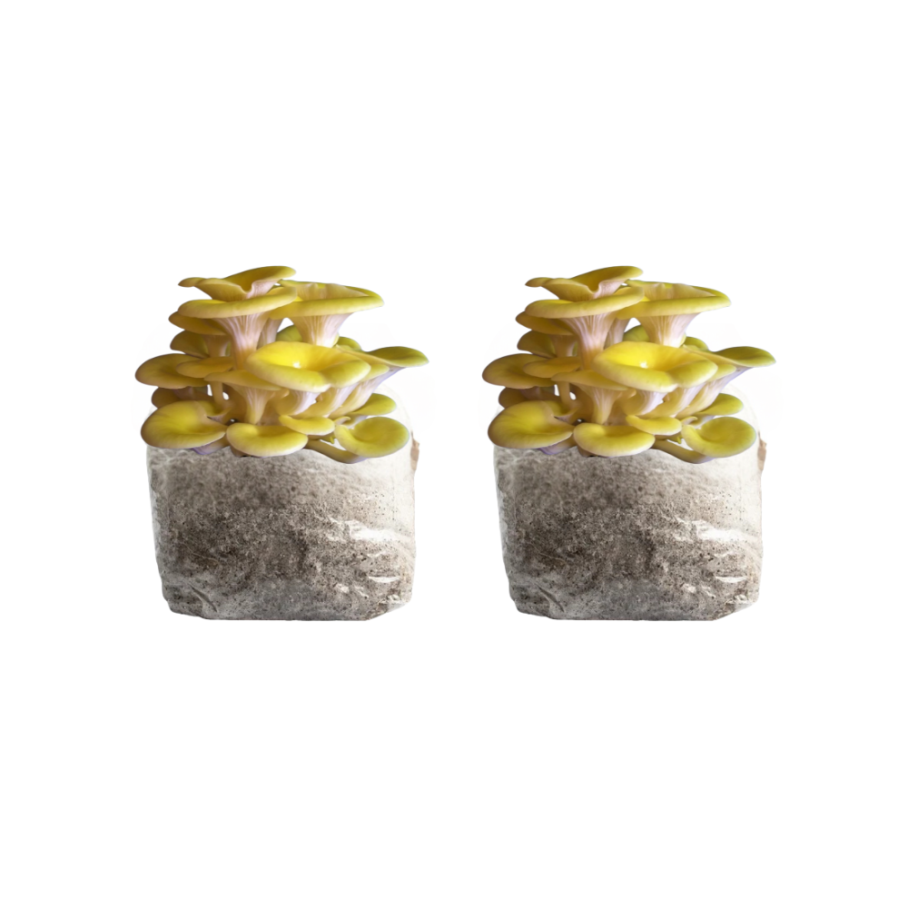 Golden Oyster Mushroom Fruiting Block Kit