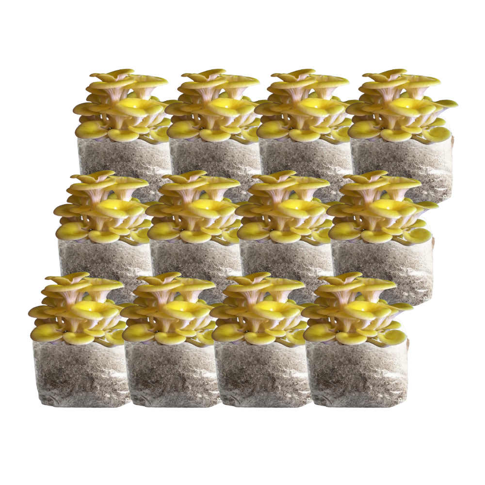 Golden Oyster Mushroom Fruiting Block Kit