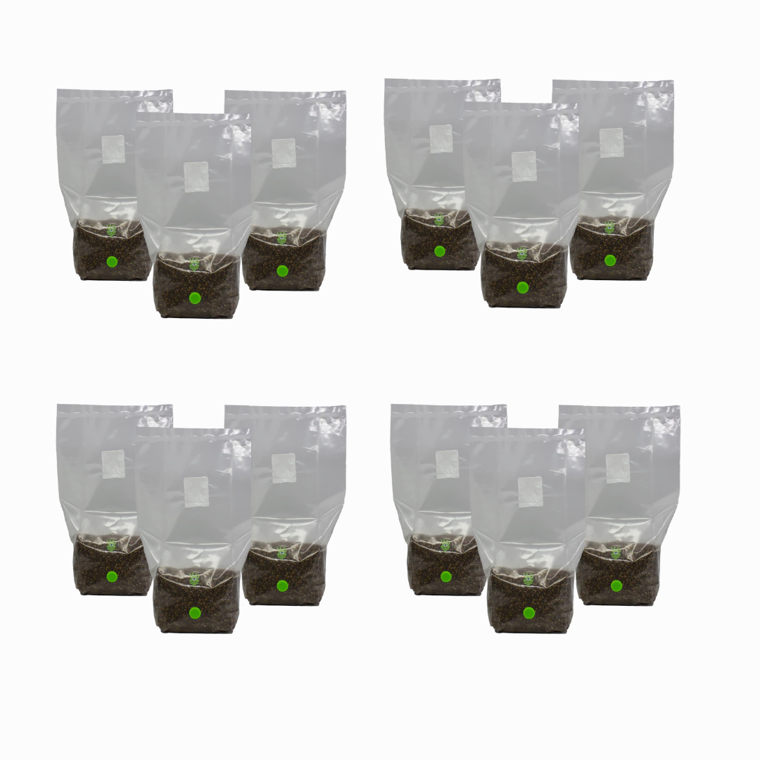 MushBag™ All-In-One Mushroom Grow Kit - CVG