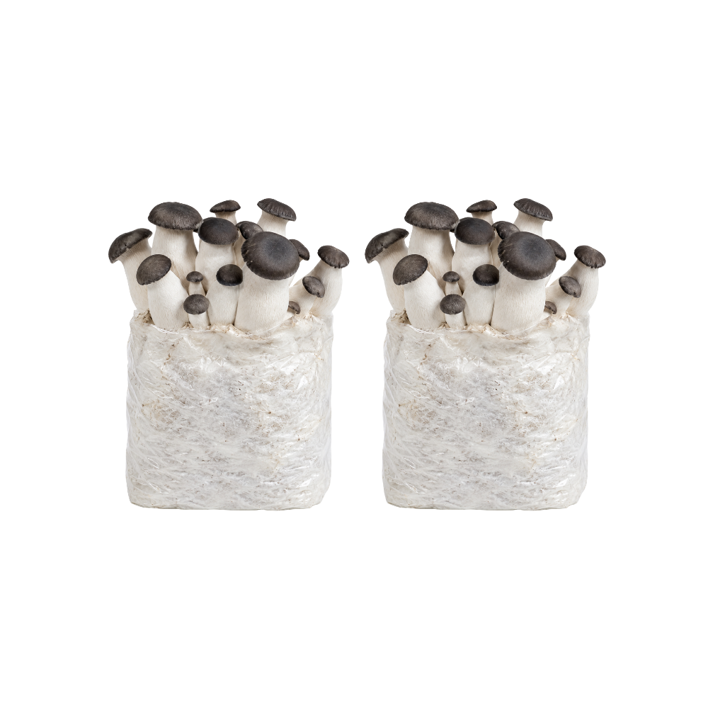 Black Pearl King Oyster Mushroom Fruiting Block Kit