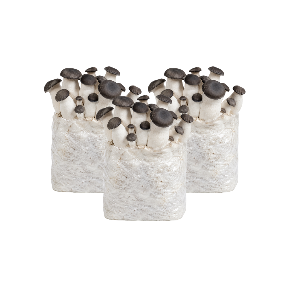 Black Pearl King Oyster Mushroom Fruiting Block Kit