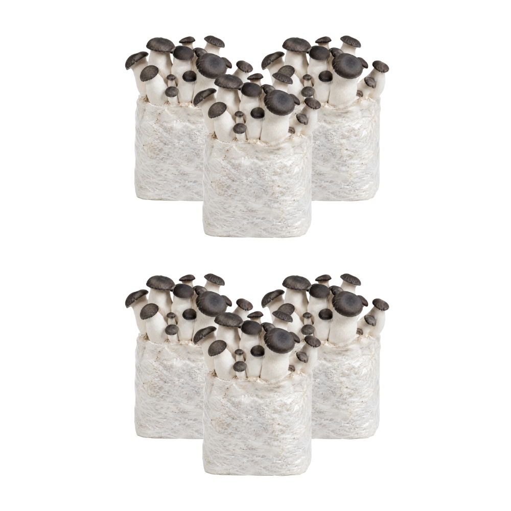 Black Pearl King Oyster Mushroom Fruiting Block Kit