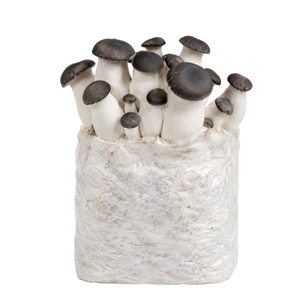 Black Pearl King Oyster Mushroom Fruiting Block Kit