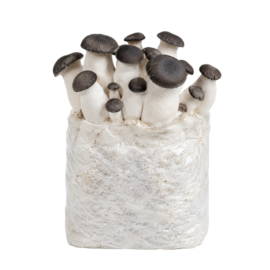 Black Pearl King Oyster Mushroom Fruiting Block Kit