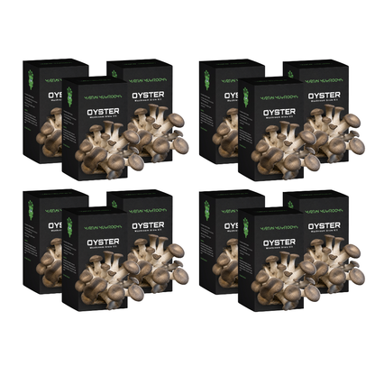 Black Pearl King Oyster Mushroom Grow Kit