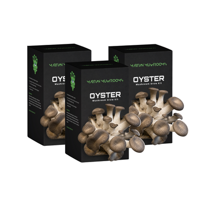 Black Pearl King Oyster Mushroom Grow Kit