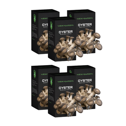 Black Pearl King Oyster Mushroom Grow Kit