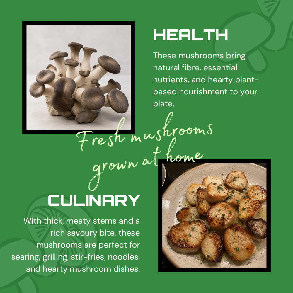 Black Pearl King Oyster Mushroom Grow Kit