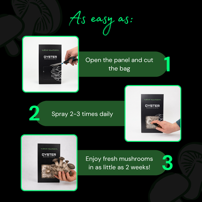 Black Pearl King Oyster Mushroom Grow Kit