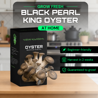Black Pearl King Oyster Mushroom Grow Kit
