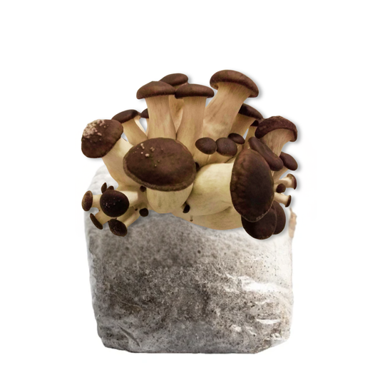 Black Pearl King Oyster Mushroom Fruiting Block Kit