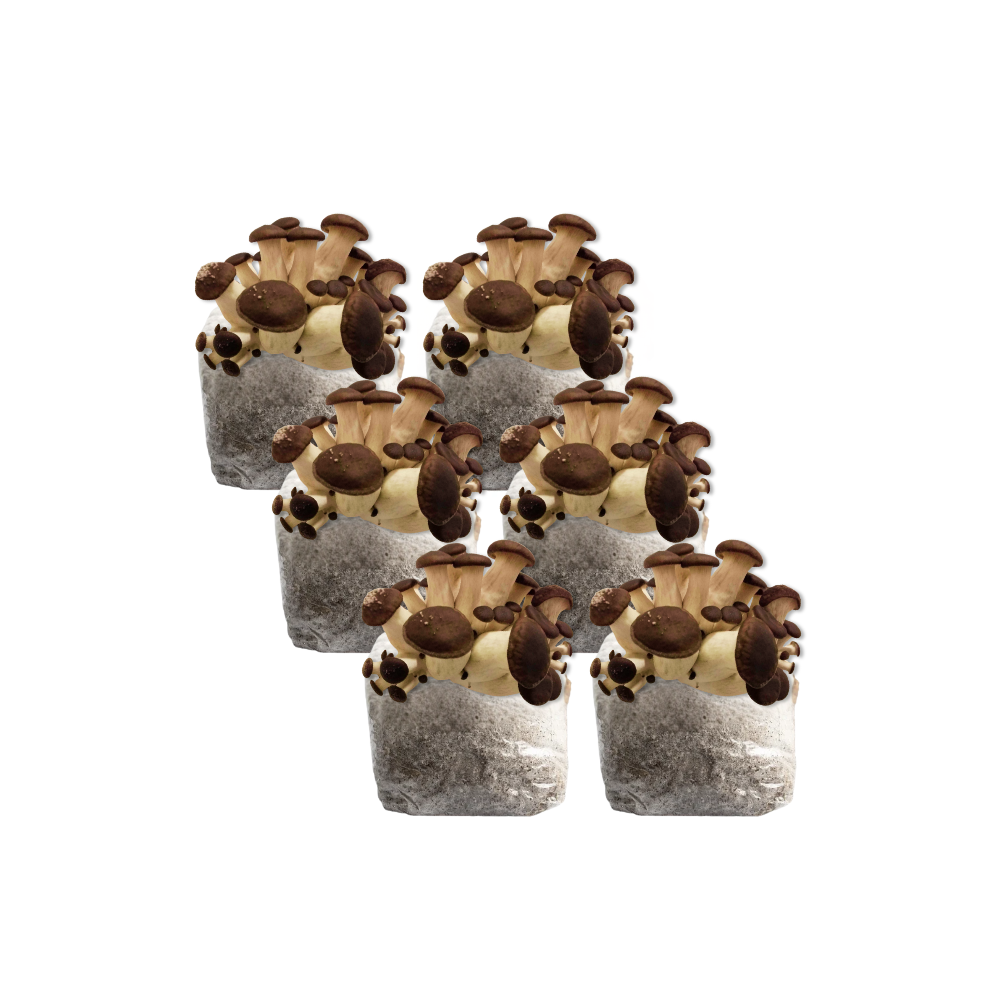 Black Pearl King Oyster Mushroom Fruiting Block Kit