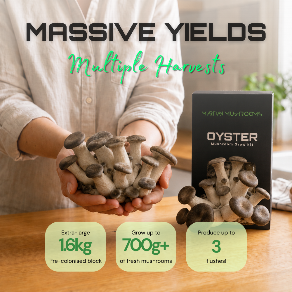 Black Pearl King Oyster Mushroom Grow Kit