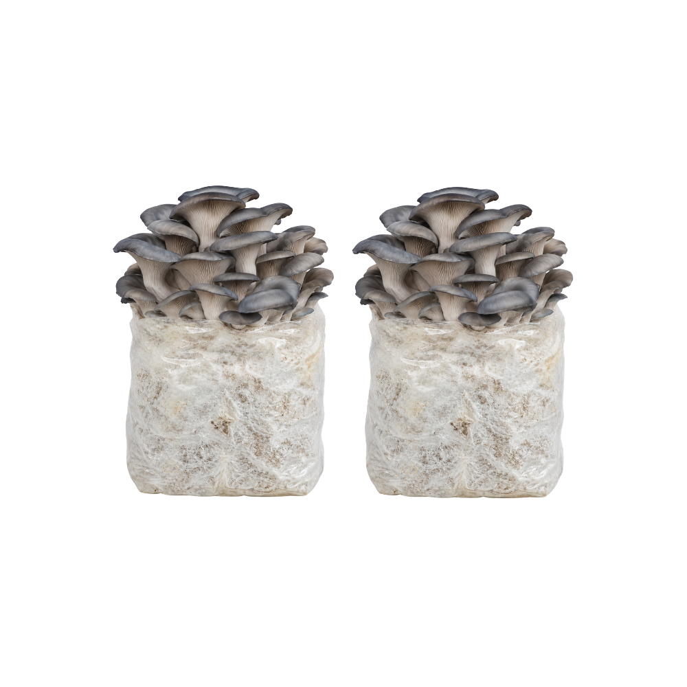 Blue Oyster Mushroom Fruiting Block Kit