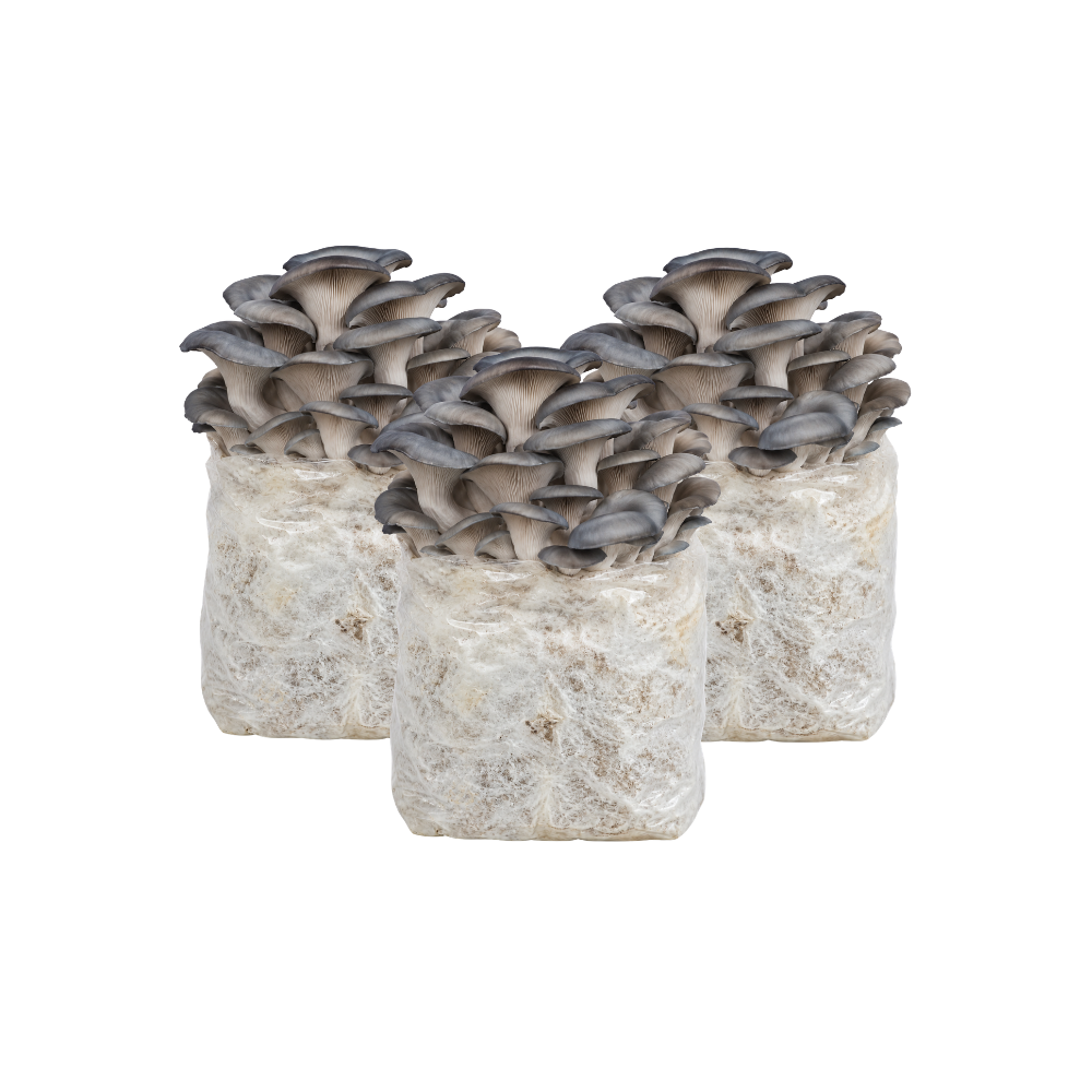Blue Oyster Mushroom Fruiting Block Kit