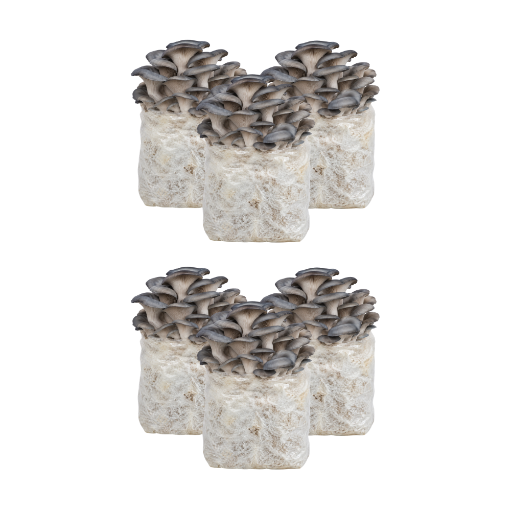 Blue Oyster Mushroom Fruiting Block Kit
