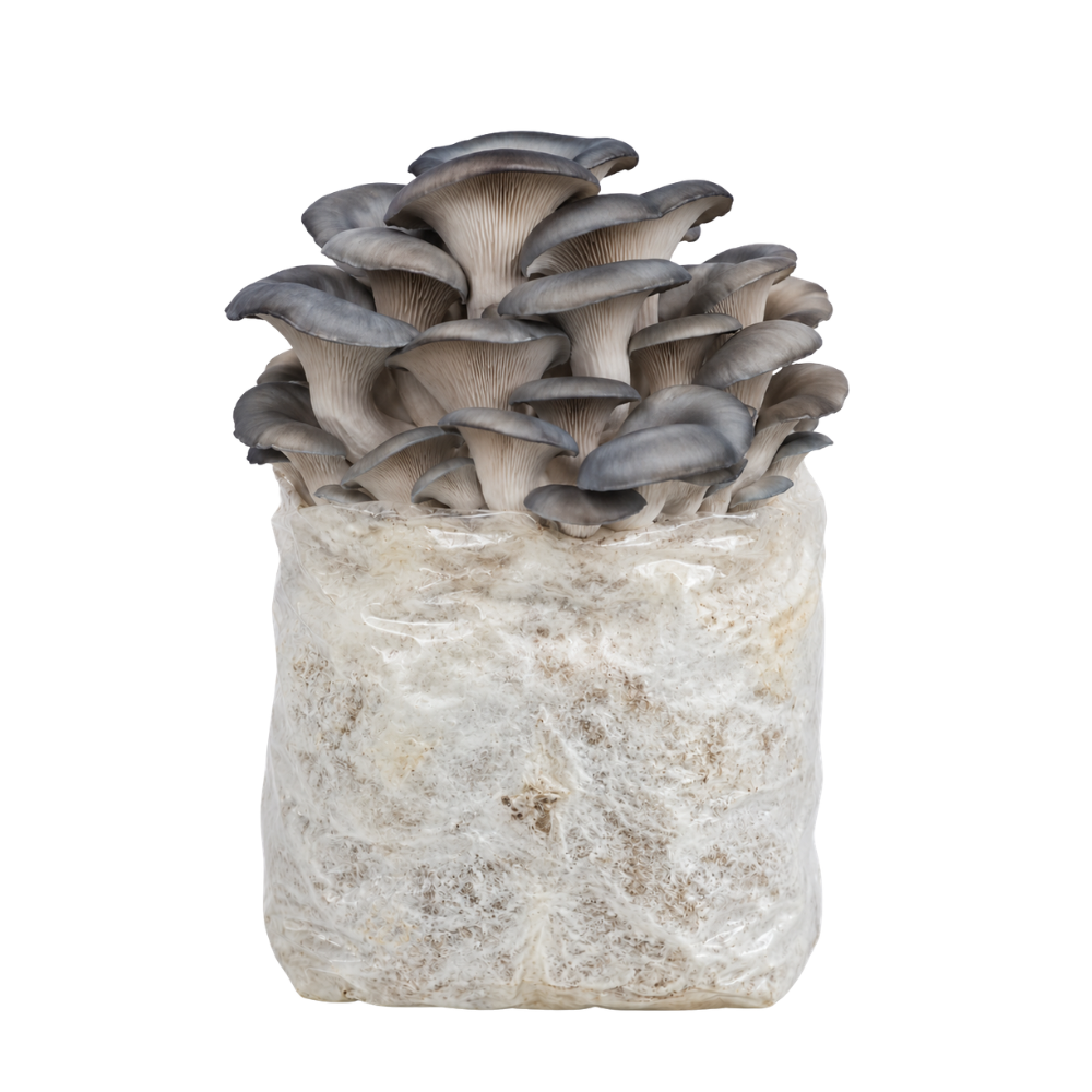 Blue Oyster Mushroom Fruiting Block Kit
