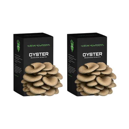 Blue Oyster Mushroom Grow Kit