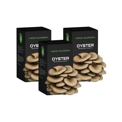 Blue Oyster Mushroom Grow Kit