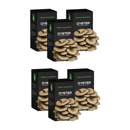 Blue Oyster Mushroom Grow Kit