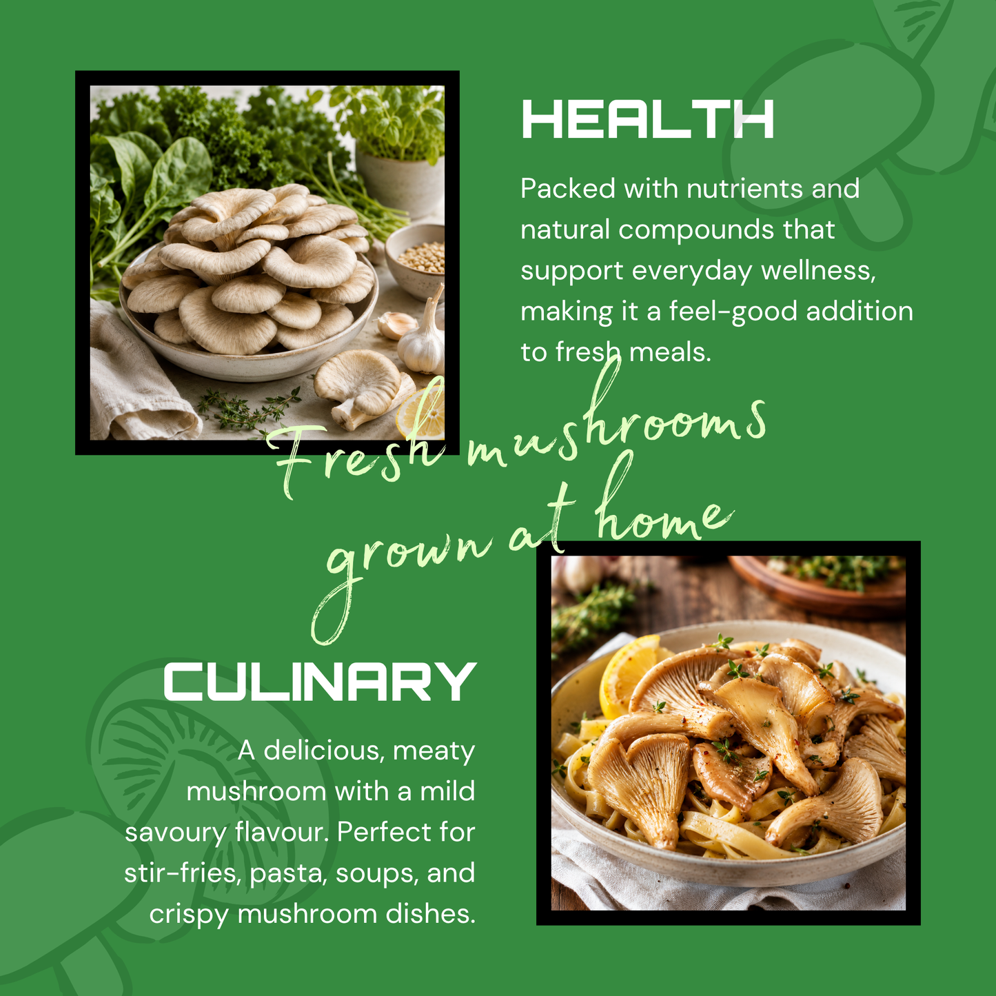 Blue Oyster Mushroom Grow Kit