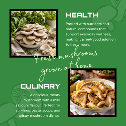 Blue Oyster Mushroom Grow Kit