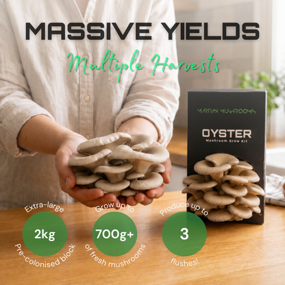 Blue Oyster Mushroom Grow Kit