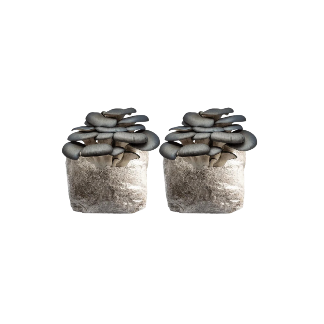 Blue Oyster Grow Kit