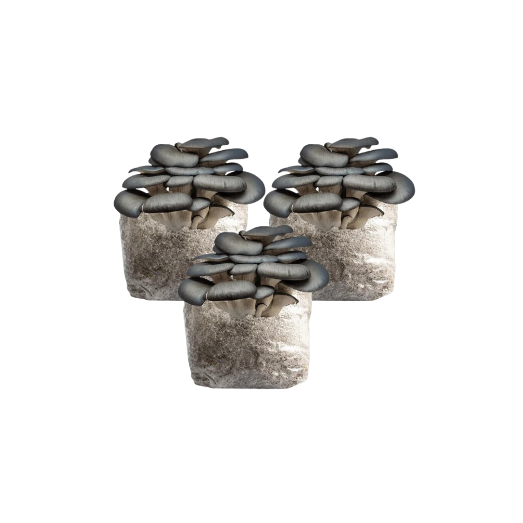 Blue Oyster Grow Kit