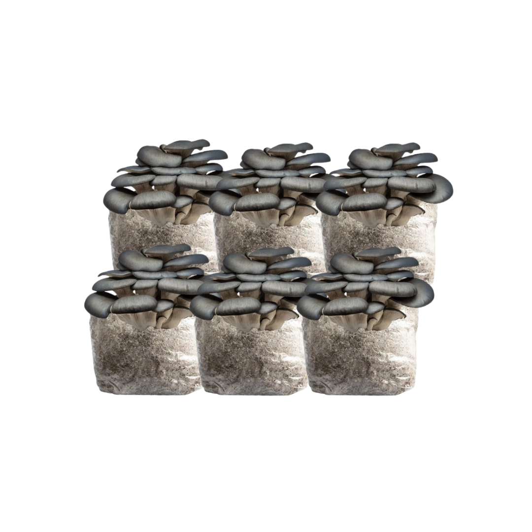 Blue Oyster Grow Kit