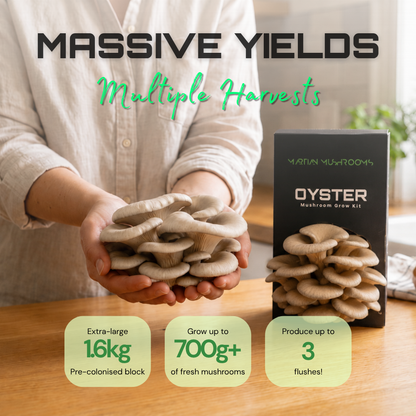 Blue Oyster Mushroom Grow Kit
