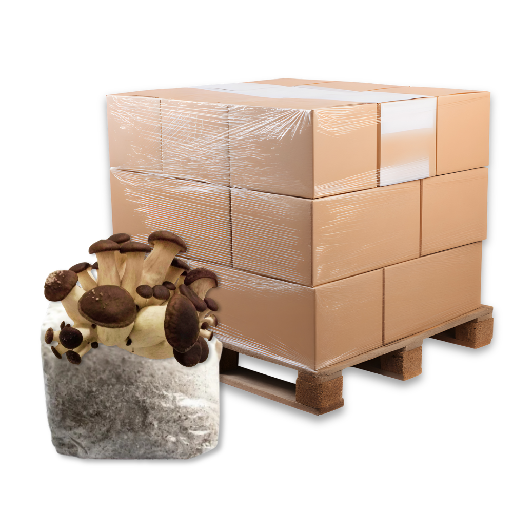 Bulk Black Pearl King Oyster Mushroom Fruiting Block