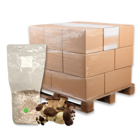 Bulk Black Pearl King Oyster Mushroom Grain Spawn Bag