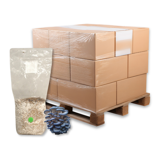 Bulk Blue Oyster Mushroom Grain Spawn Bag