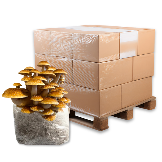 Bulk Speckled Chestnut Mushroom Fruiting Block