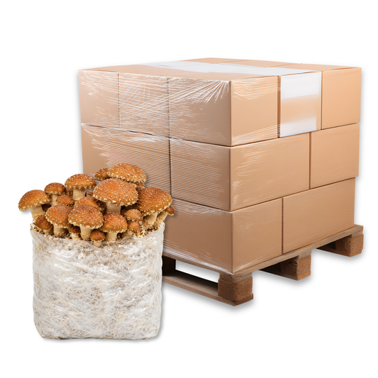 Bulk Speckled Chestnut Mushroom Fruiting Block