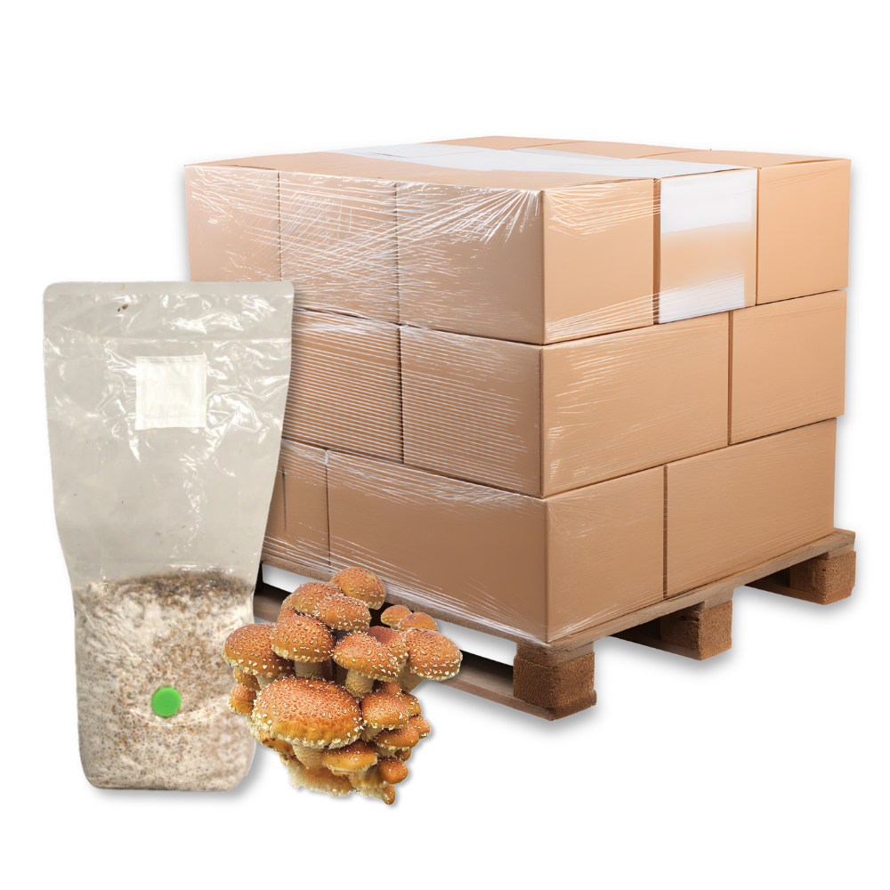 Bulk Speckled Chestnut Mushroom Grain Spawn Bag